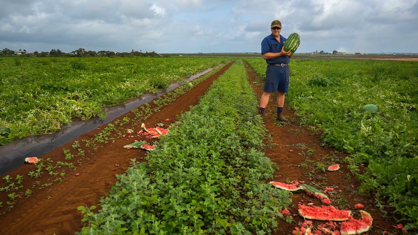 Melon grower Anthony Rehbein stands in a field holding a watermelon