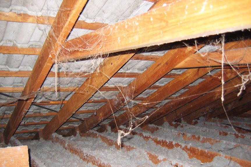 A close of inside a roof, cobwebs and insulation behind wooden slats.