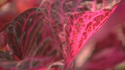 photinia fraseri red robin wikipedia Photinia fraseri 'Red Robin'