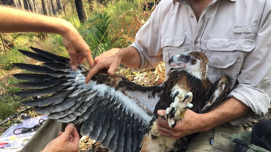 Wedge-tailed eagle being fitted with satellite tracker