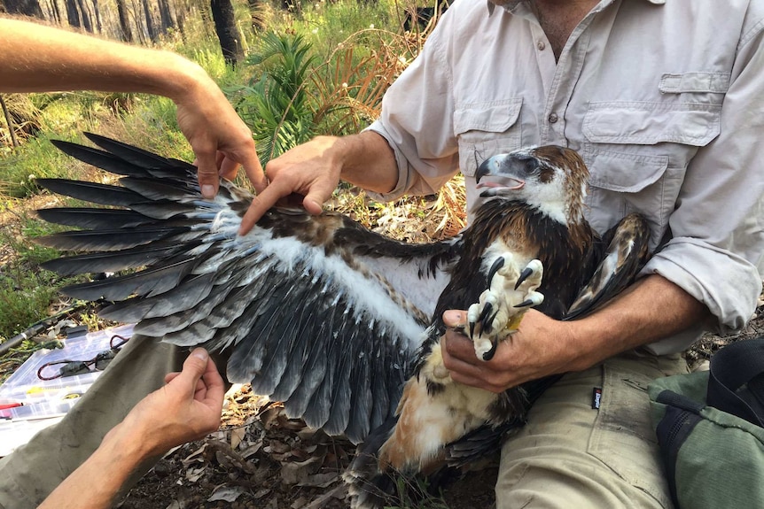 Wedge-tailed eagle being fitted with satellite tracker