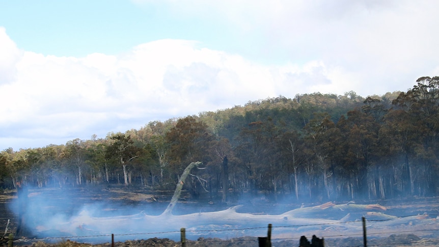 A burnt tree smoulders in a paddock