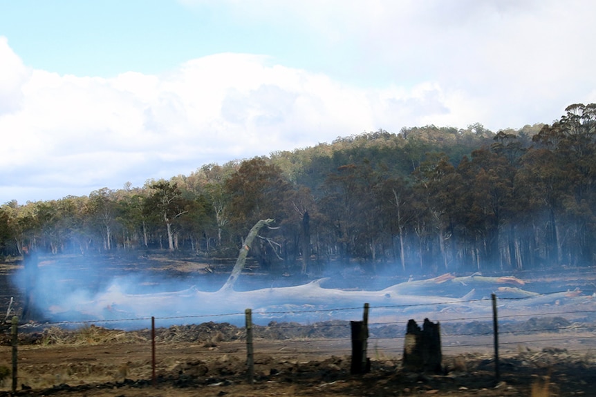 A burnt tree smoulders in a paddock