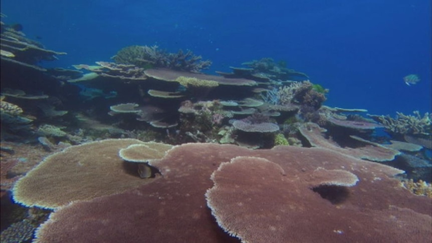 A James Cook University academic claims a lack of 'quality assurance' of science about the Great Barrier Reef is failing policy makers