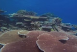 A James Cook University academic claims a lack of 'quality assurance' of science about the Great Barrier Reef is failing policy makers