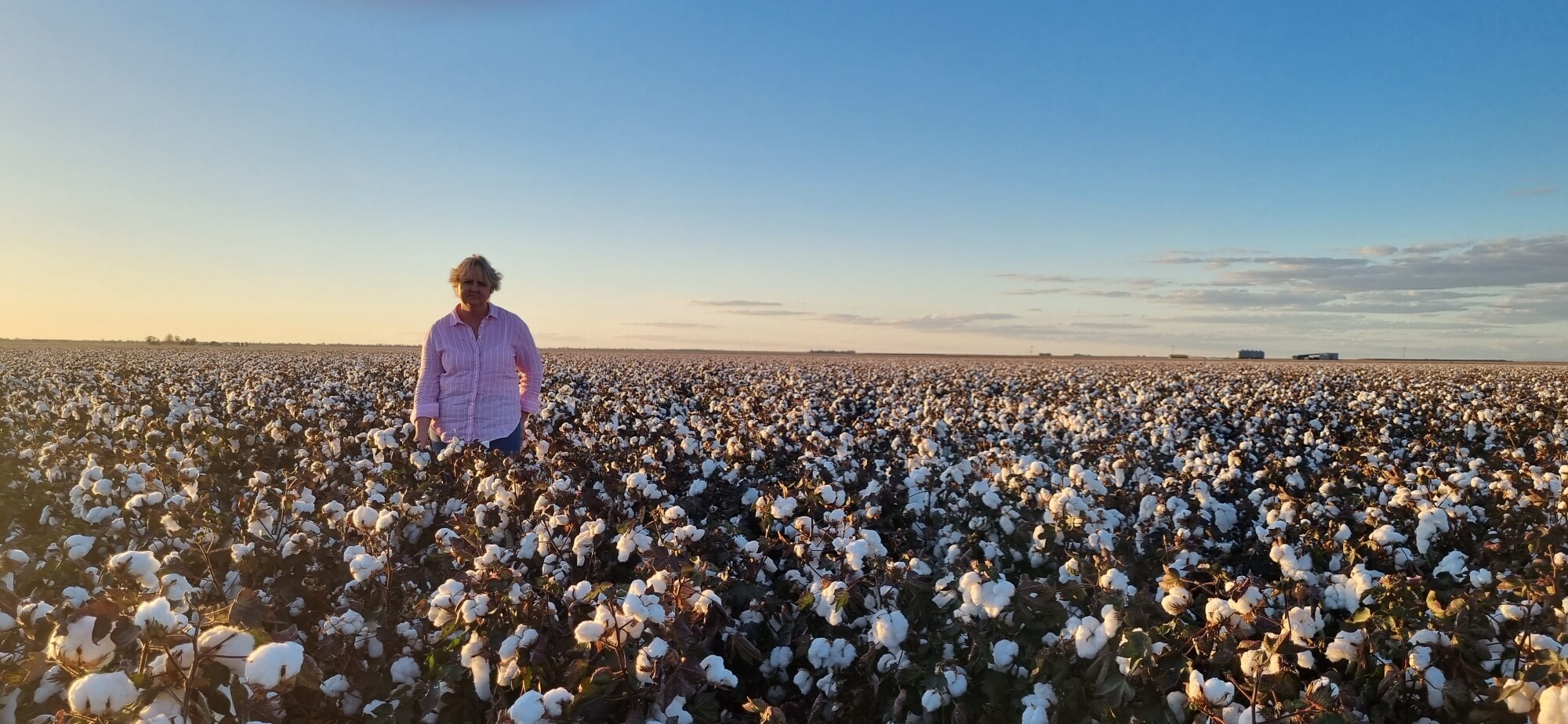 A woman stands in a field of cotton.
