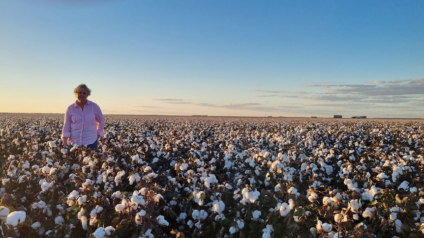 A woman stands in a field of cotton.