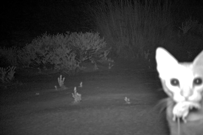 Black and white night vision of a cat carrying a small rodent in its mouth through the outback