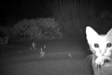 Black and white night vision of a cat carrying a small rodent in its mouth through the outback