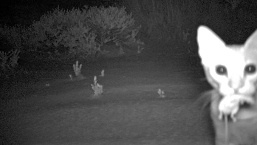 Black and white night vision of a cat carrying a small rodent in its mouth through the outback