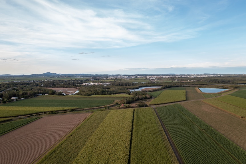 Aerial photo of a sugarcane fields near Mackay, Queensland, November 2021.