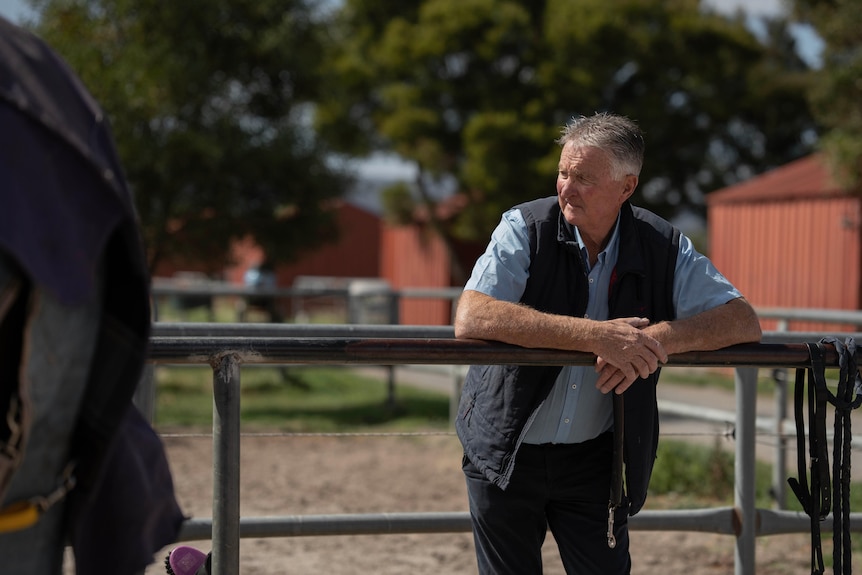 A man leans on a fence and watches a horse.