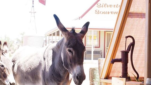 Two donkeys stand in the shade of a building.