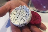 Freeze dried dragon fruit chips are eaten as a healthy alternative to potato chips