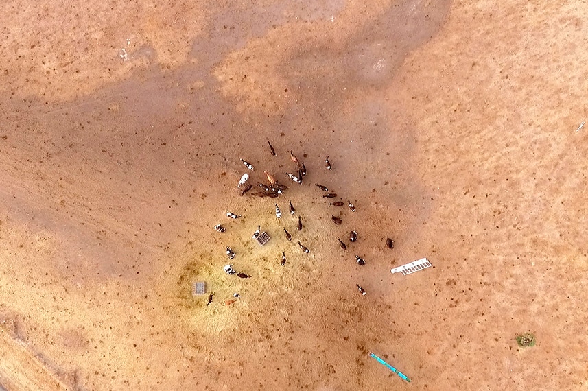 Aerial image of cattle against a brown dry landscape.