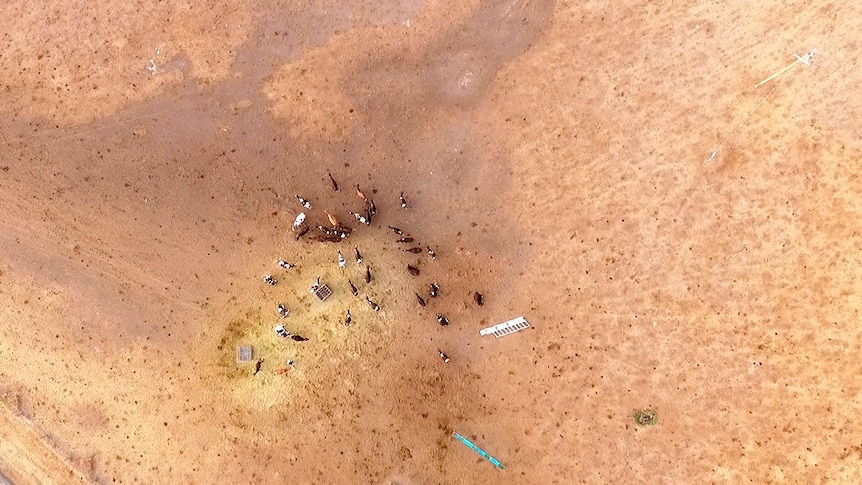 Aerial image of cattle against a brown dry landscape.