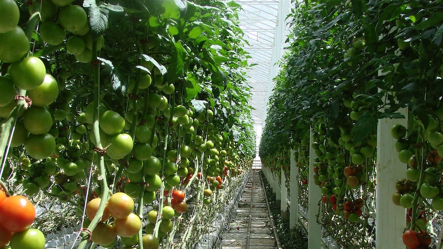 tomatoes in a glasshouse