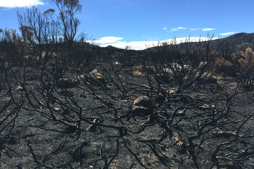 Fire damage at Lake Mackenzie