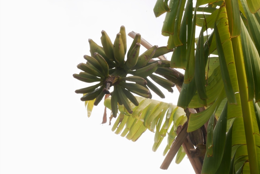 Small green bananas on a tree