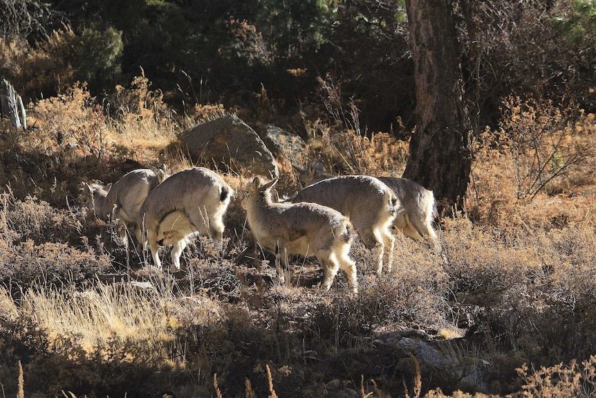 Five dear graze in scrubby bush