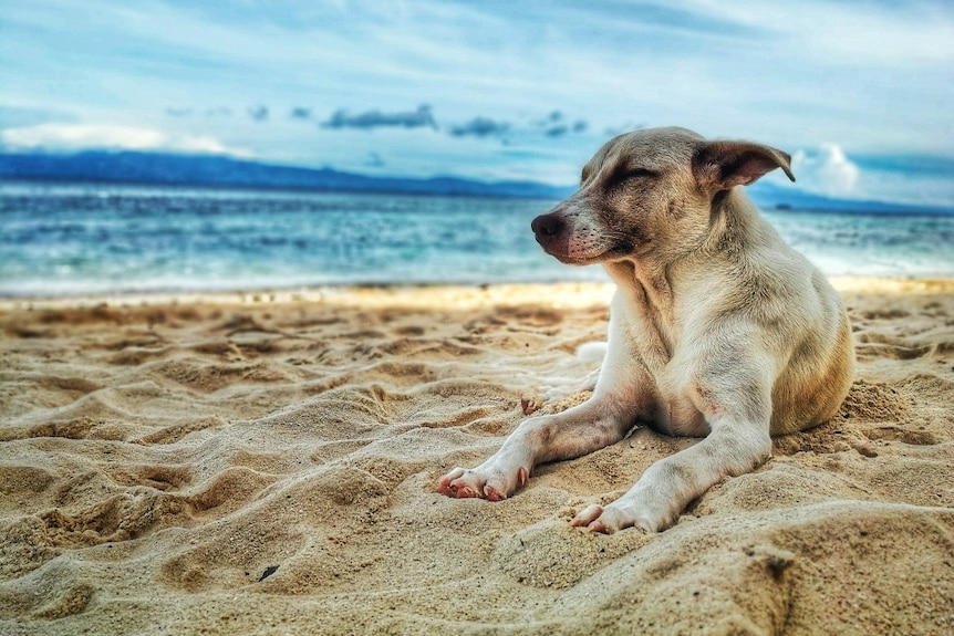 A dog with its eyes closed lying on sand, the sea visible in the background
