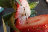 A needle sticking out of a strawberry from a Strawberry Obsession punnet purchased by Angela Stevenson.