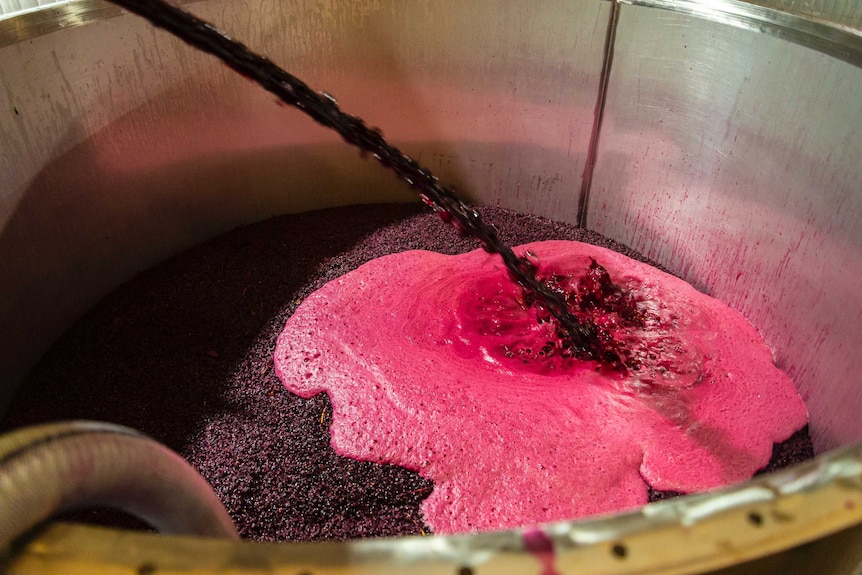 Grapes and juice are poured into tank