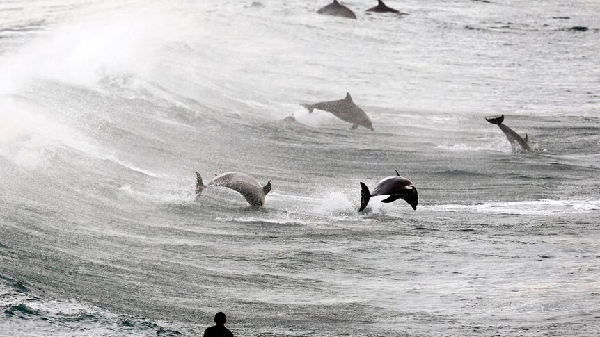 A surfer watches dolphins leap out of the waves.