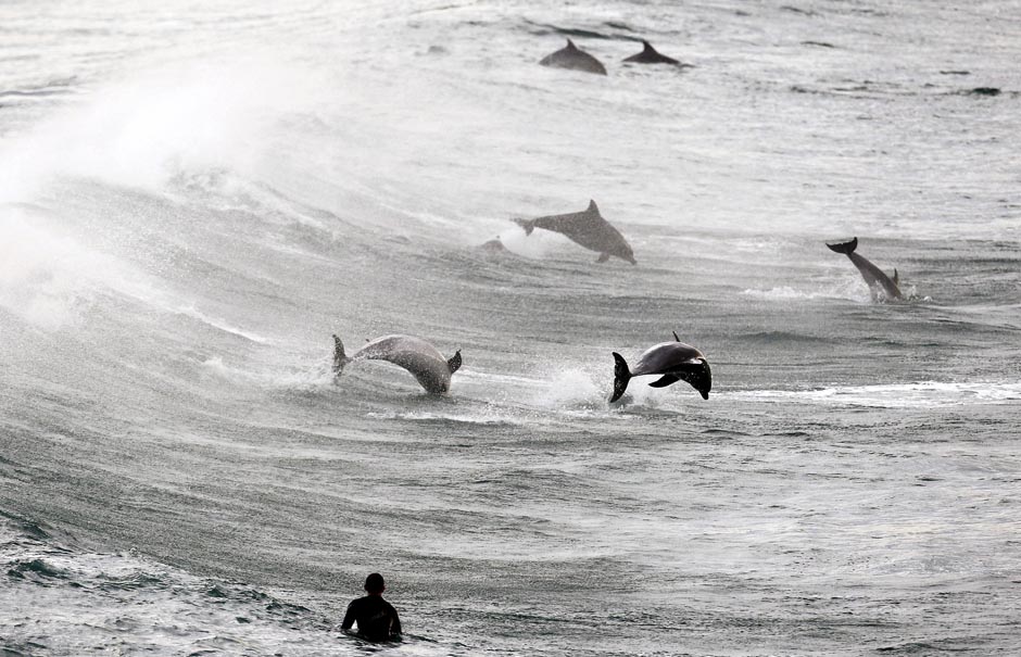 A surfer watches dolphins leap out of the waves.