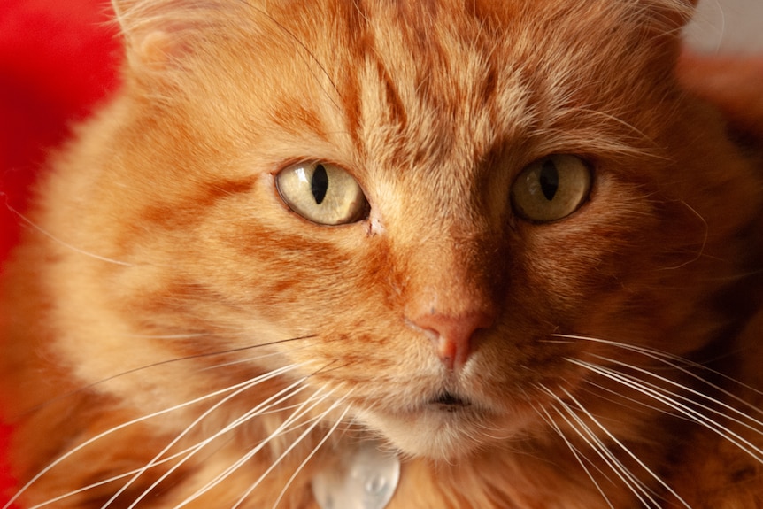 Close-up of a ginger tabby cat wearing a silver name tag. The cat's eyes are pale green and look directly to the camera.