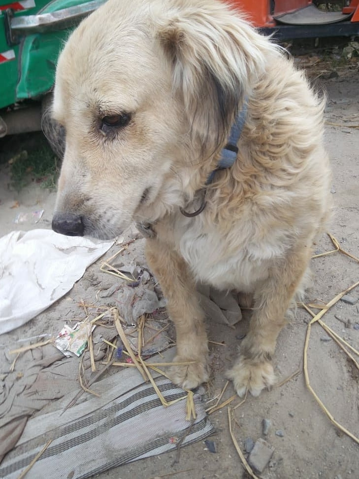 A dog looking very sad