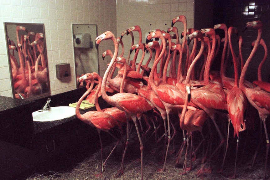 About 25 bright pink flamingos huddle together between the sinks and mirrors and bathroom stalls in a zoo restroom.