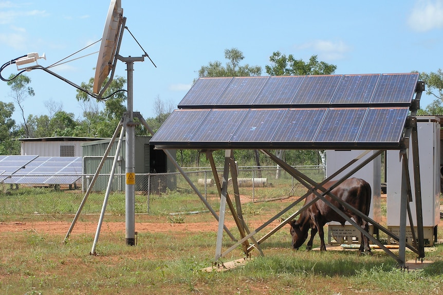 A cow eats grass under solar panels
