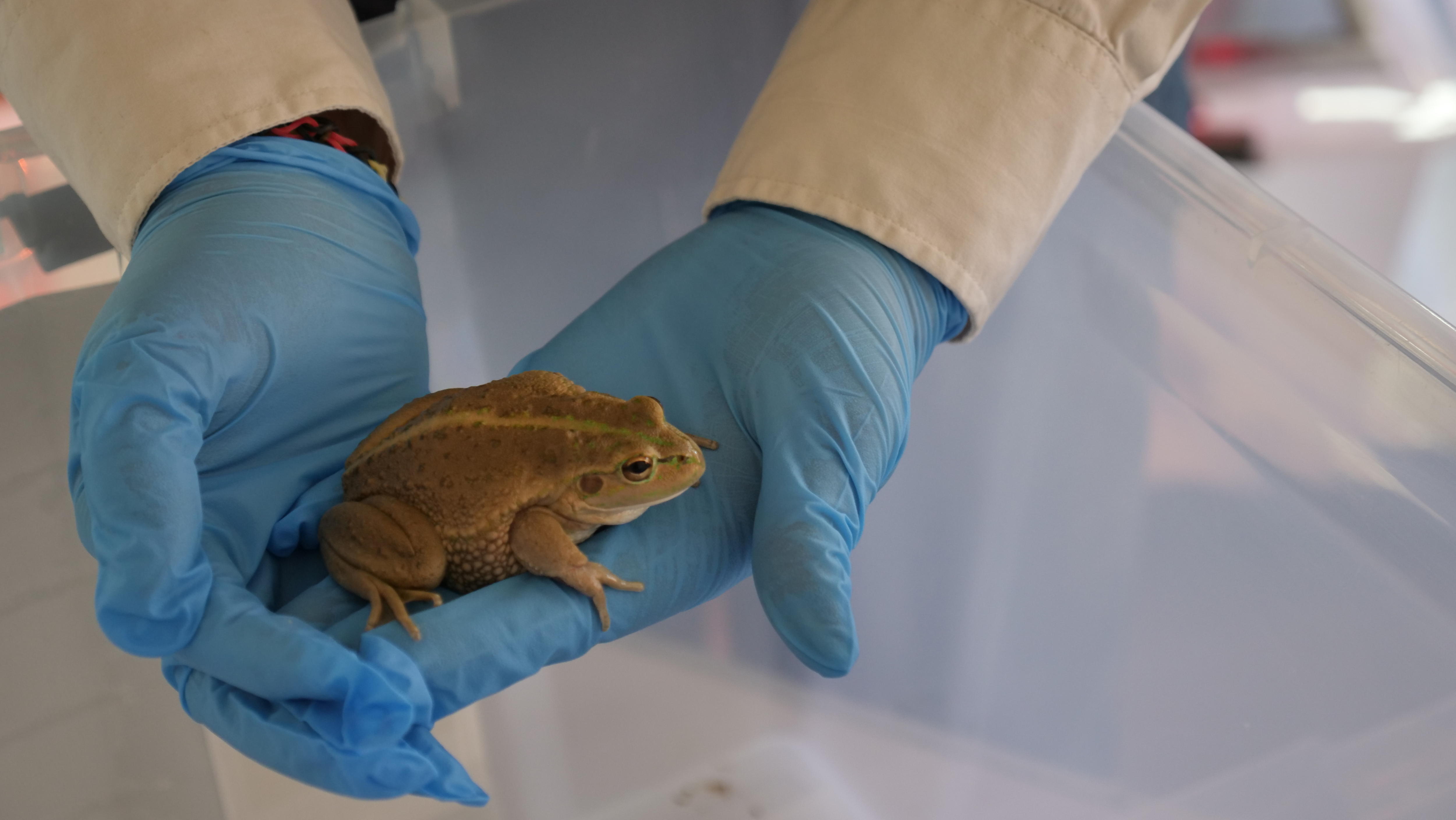 Frog sitting on hand wearing blue latex gloves. 