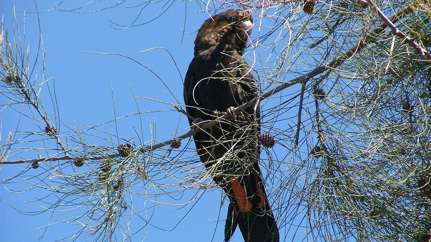 Glossy black-cockatoo