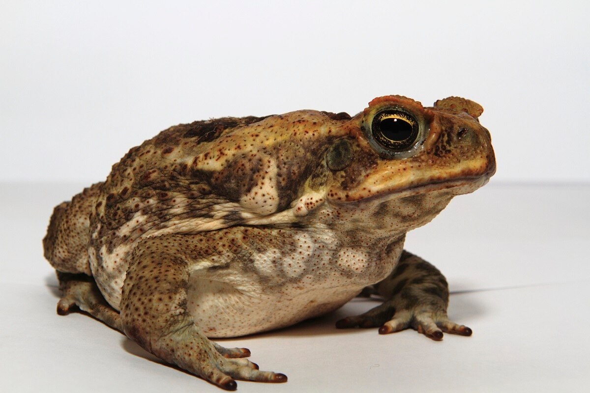 Cane toad sausages on the menu for Kimberley wildlife in taste aversion