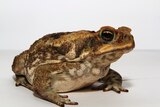The cane toad, hopping into Western Australia