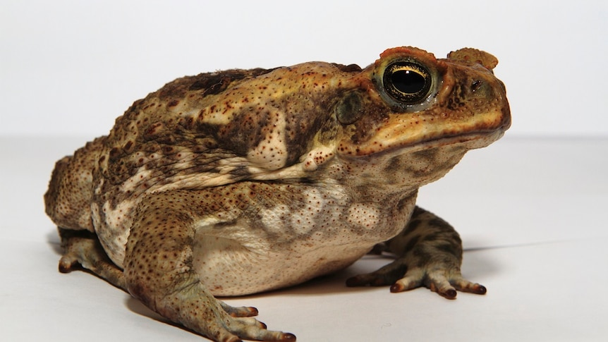 The cane toad, hopping into Western Australia
