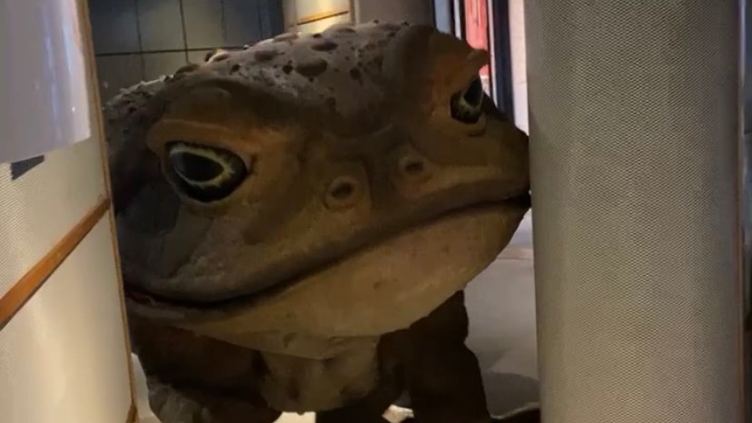 A large cane toad puppet in a hallway