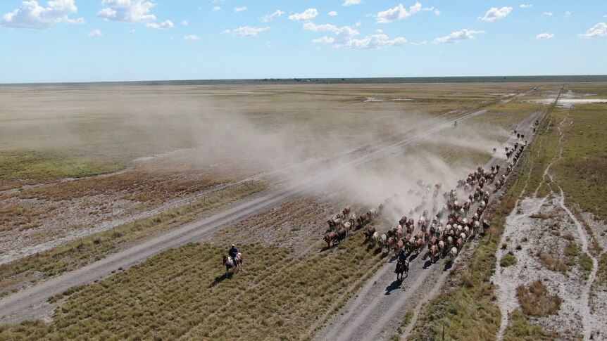 A drone shot of cattle getting moved on the station