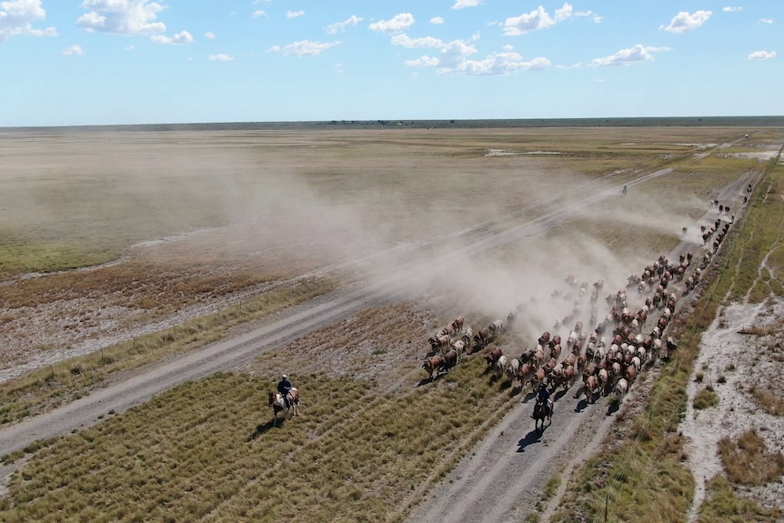 A drone shot of cattle getting moved on the station