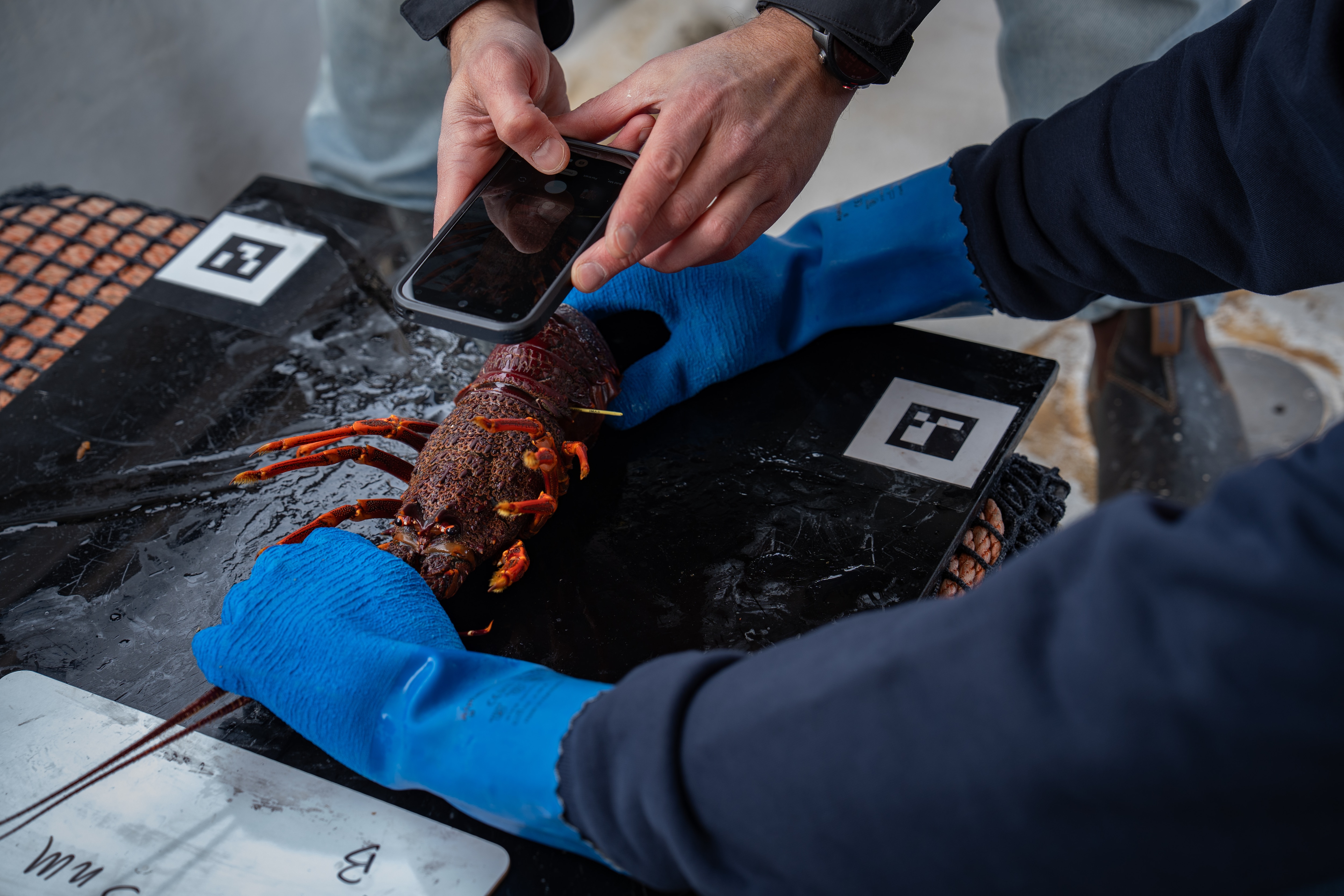 How AI is helping track lobsters when 'no two shells are the same'