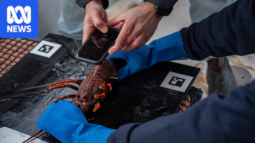 AI helps to track lobsters when 'no two shells are the same' - ABC News & Headlines – Australian Broadcasting Corporation