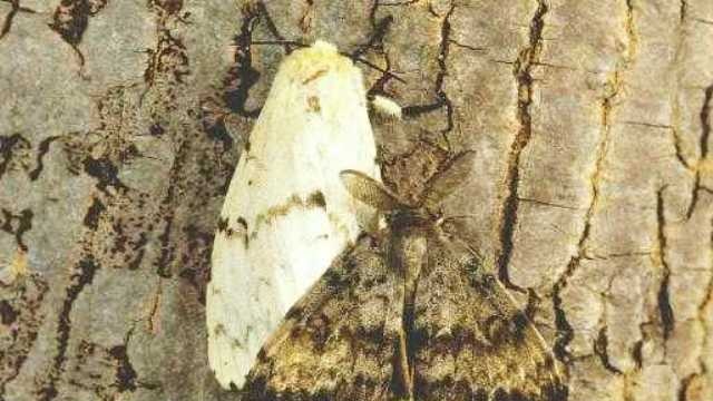 Asian gypsy moth, female (lighter) and male (darker).