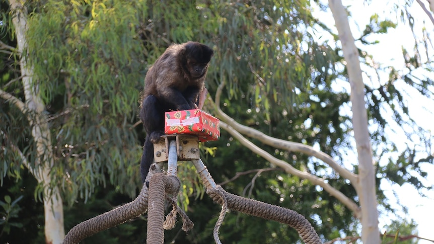 A small monkey opens a gift-wrapped box.