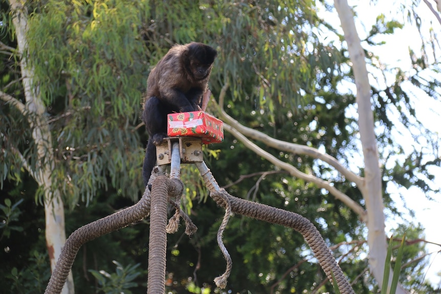A small monkey opens a gift-wrapped box.