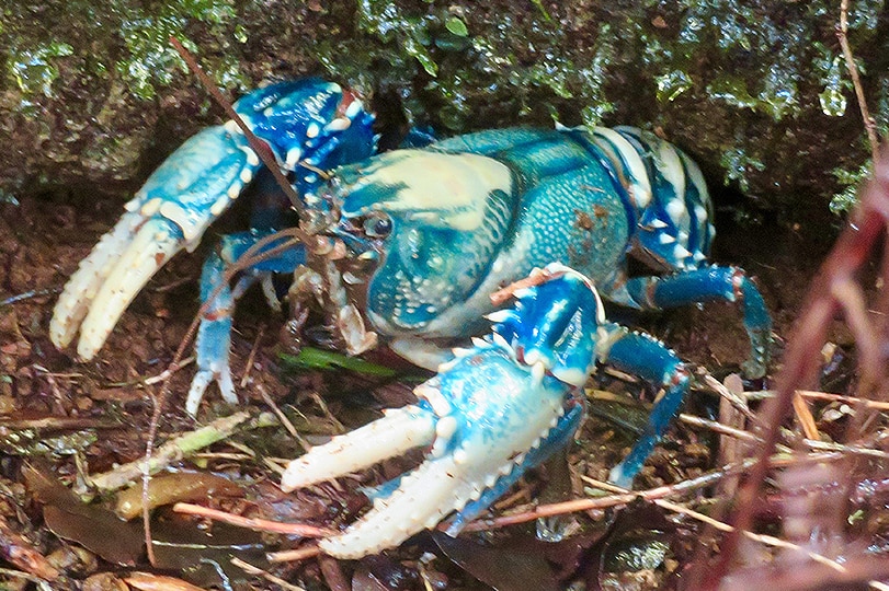 Lamington Spiny Crayfish photographed at Springbrook