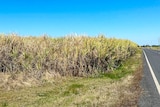 A cane crop damaged by fire.