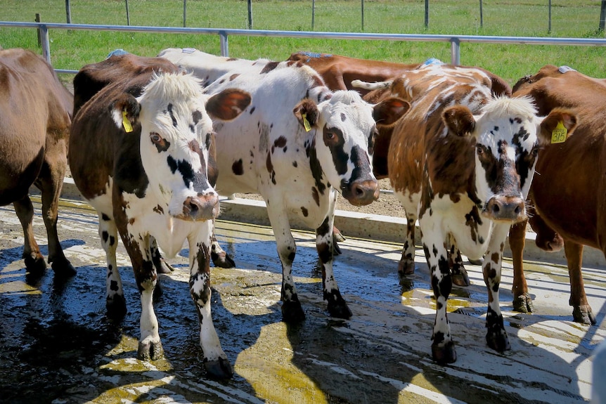 Various cows from the Huon Valley