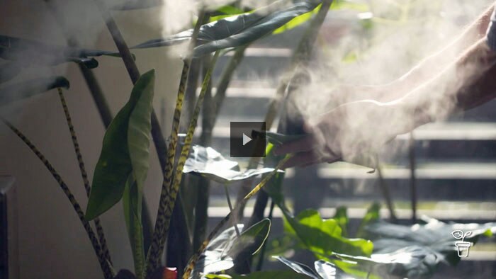 Indoor plants with humidifier mist surrounding them
